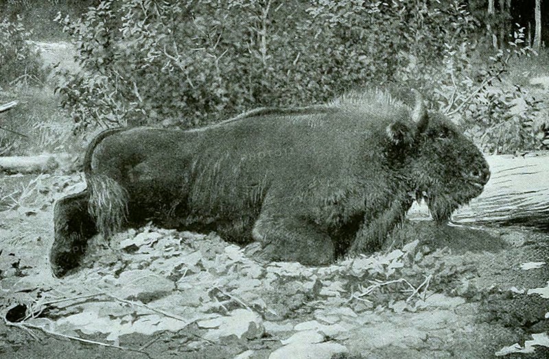 European bison
