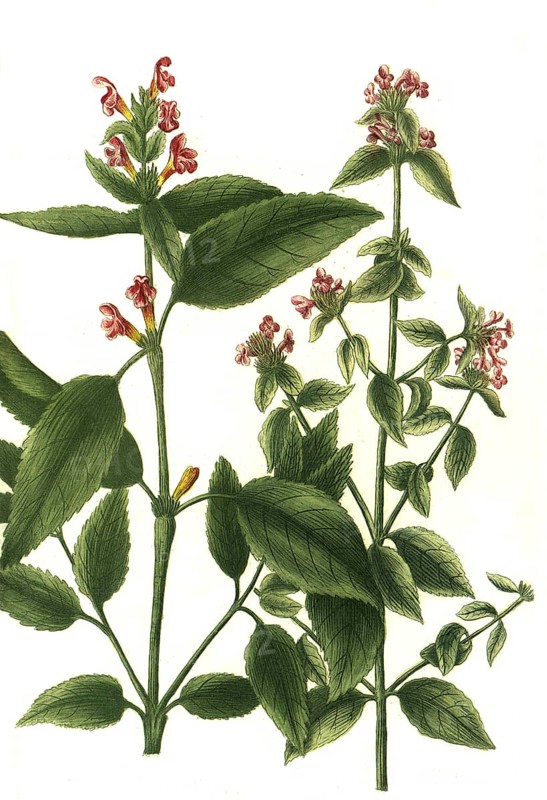 Cannabis spuria facie urtica flore rubro