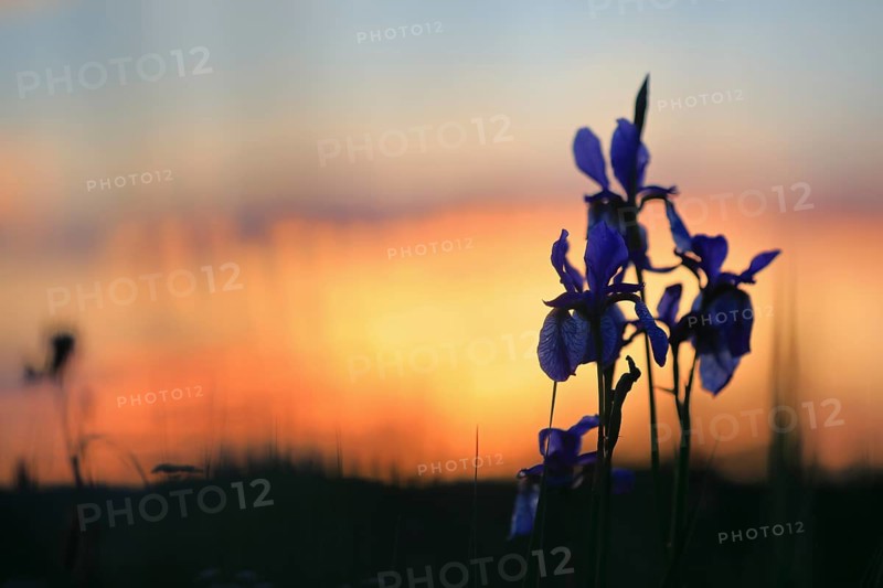 Siberian iris