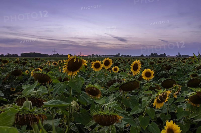 View over a sunflower field