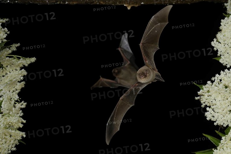 Common bent-wing bat