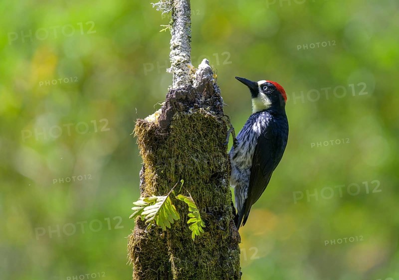 Golden-naped woodpecker
