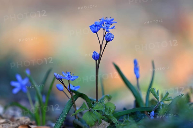 Squill