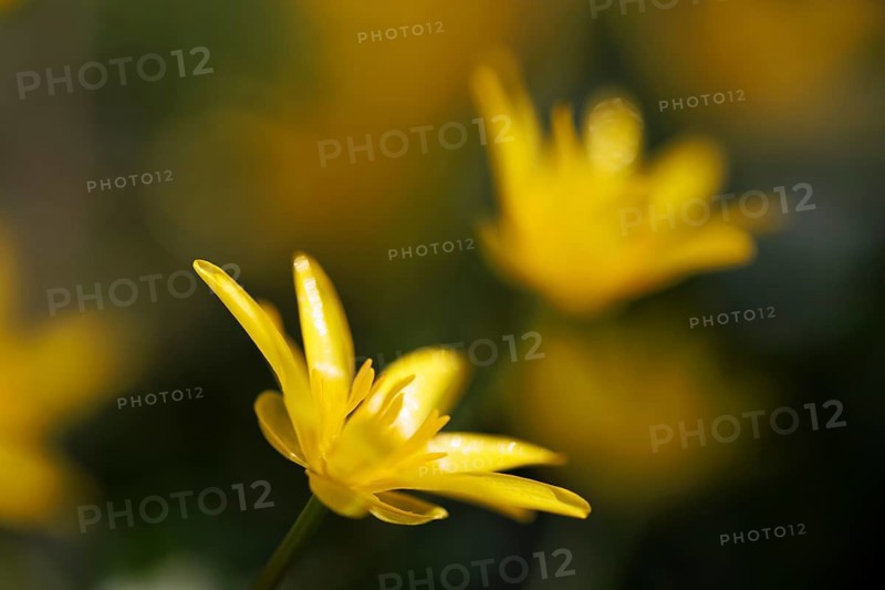 Lesser celandine