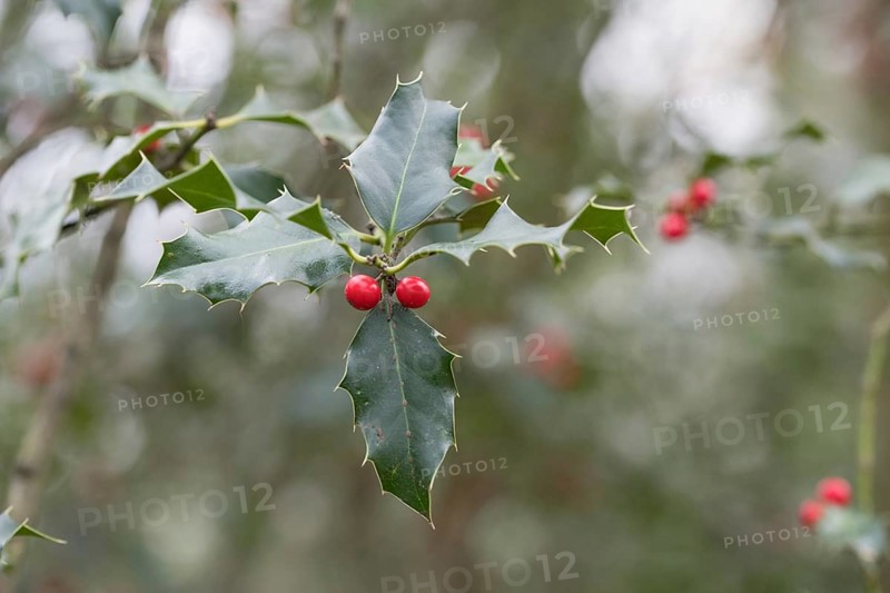 Holly