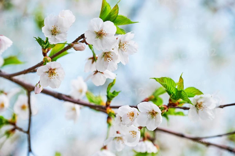 Blooming sakura cherry blossom close up background in spring