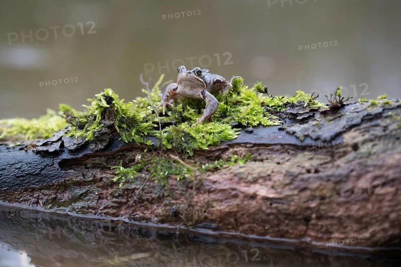 Grasfrosch