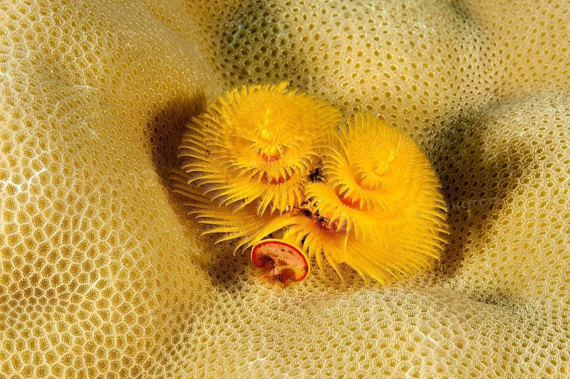 Yellow Christmas tree worm