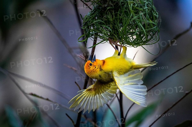 Golden palm weaver