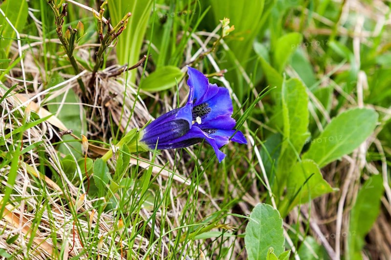 Pebble bell gentian