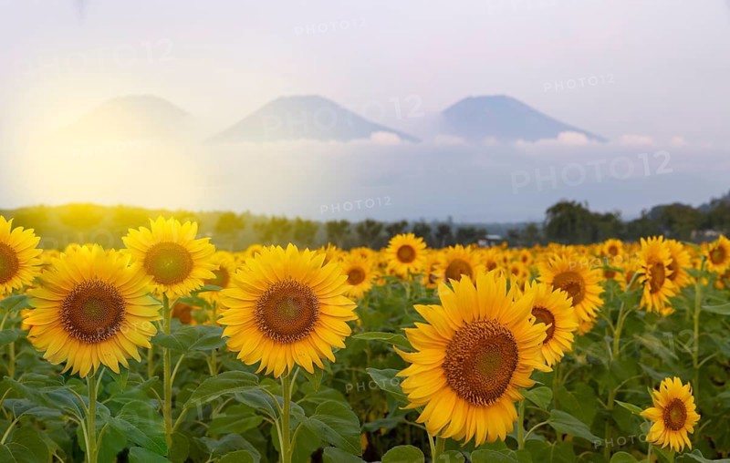 Fields full of sunflowers