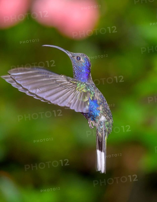 Violet sabrewing