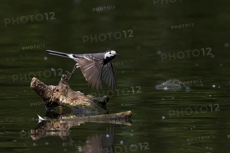 Pied Wagtail