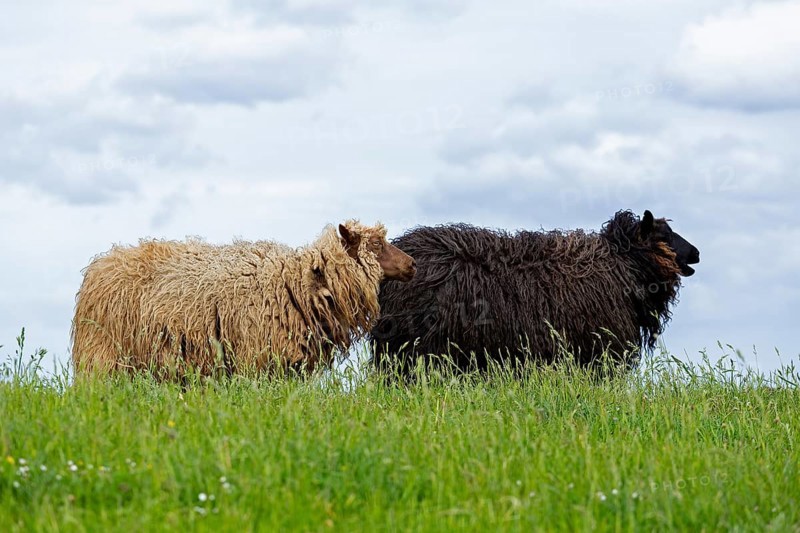 Norwegian sheep on the dike