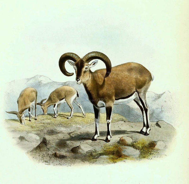 Blue sheep