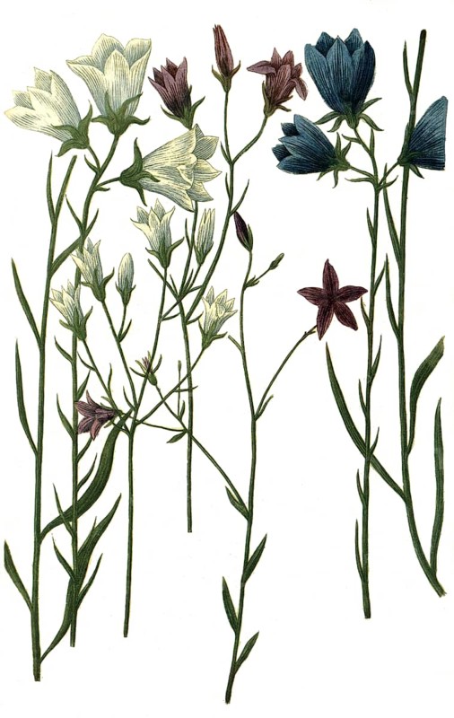Various bellflowers