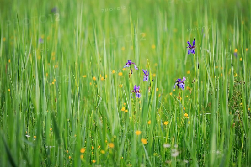 Siberian iris