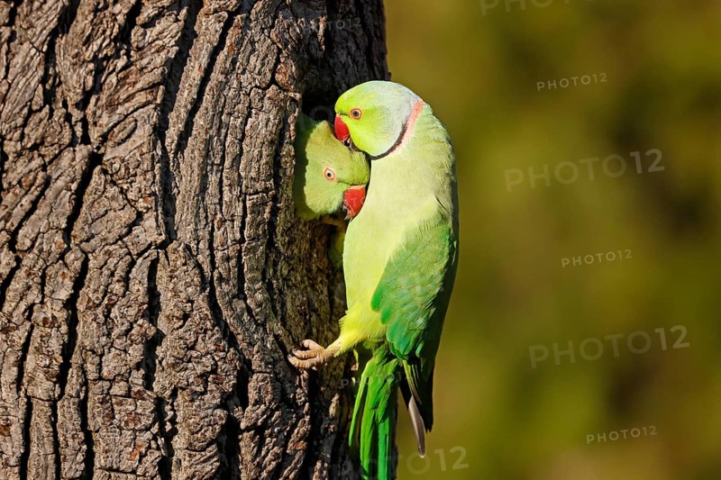 Two collared parakeets