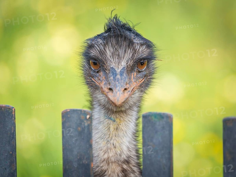 Grosser Emu