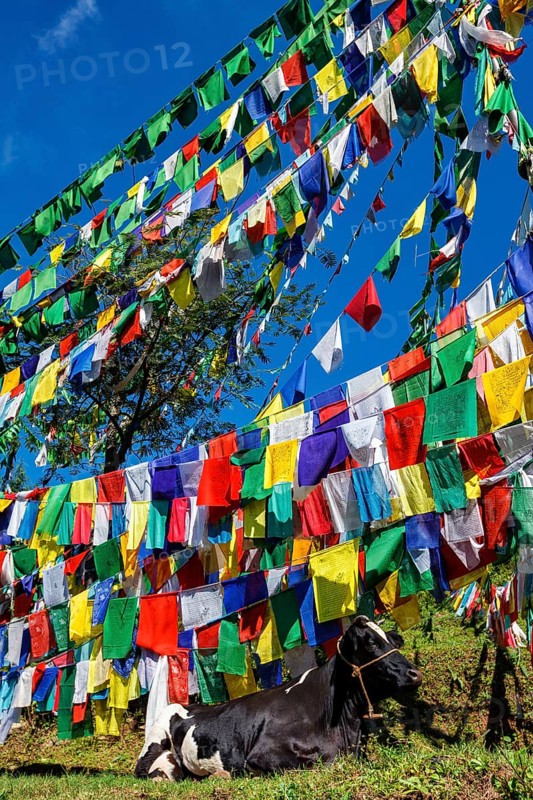 Cow indian sacred animal under Buddhist prayer flags on kora around Tsuglagkhang complex. McLeod Ganj