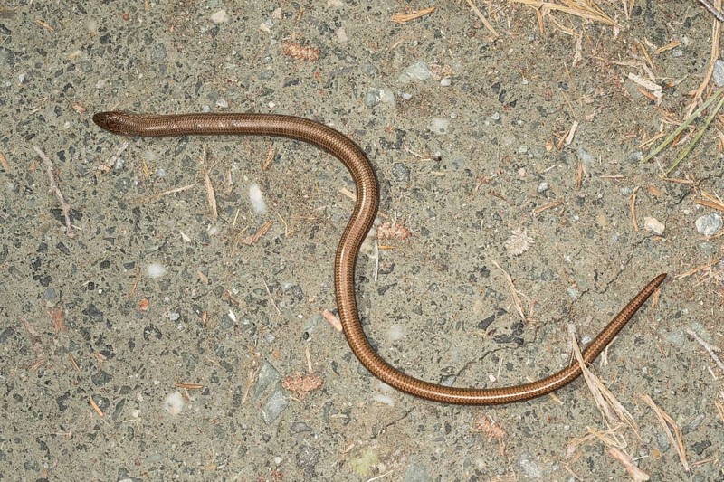 Blindschleiche