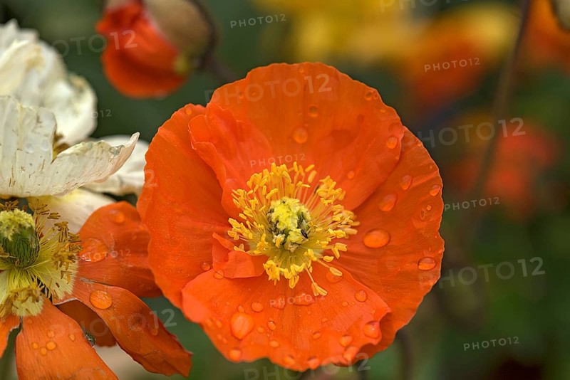 Iceland poppy