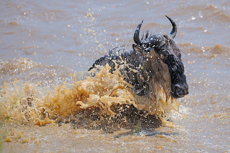 Wildebeest