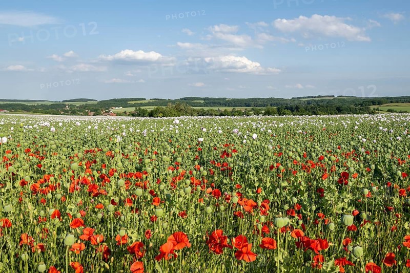 Field with Waldviertel grey poppy