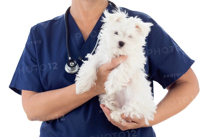 Female veterinarian with stethoscope holding young maltese puppy isolated on white