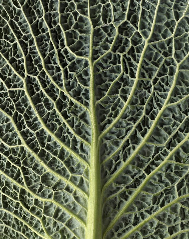 Leaf structure of a vegetable cabbage