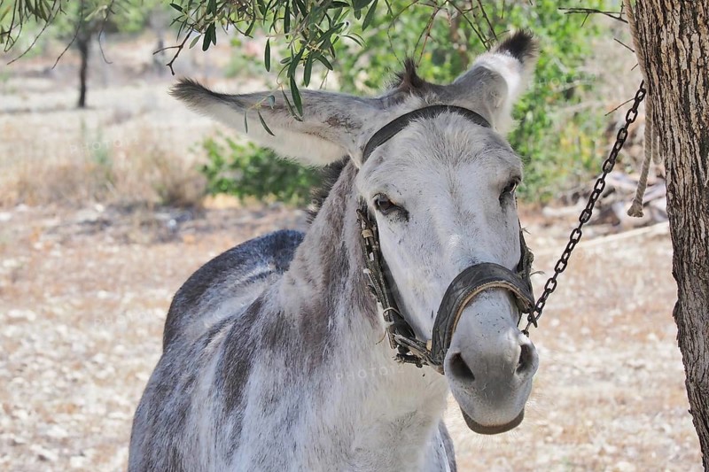Donkey with bridle chained to tree