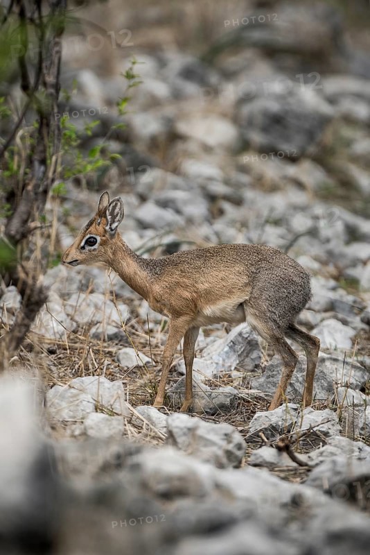 Kirk dikdik or kirk's dik-dik