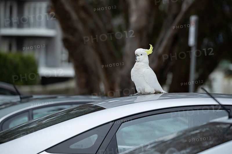 Sulphur-crested cockatoo