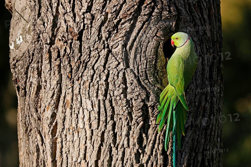 Rose-ringed parakeet