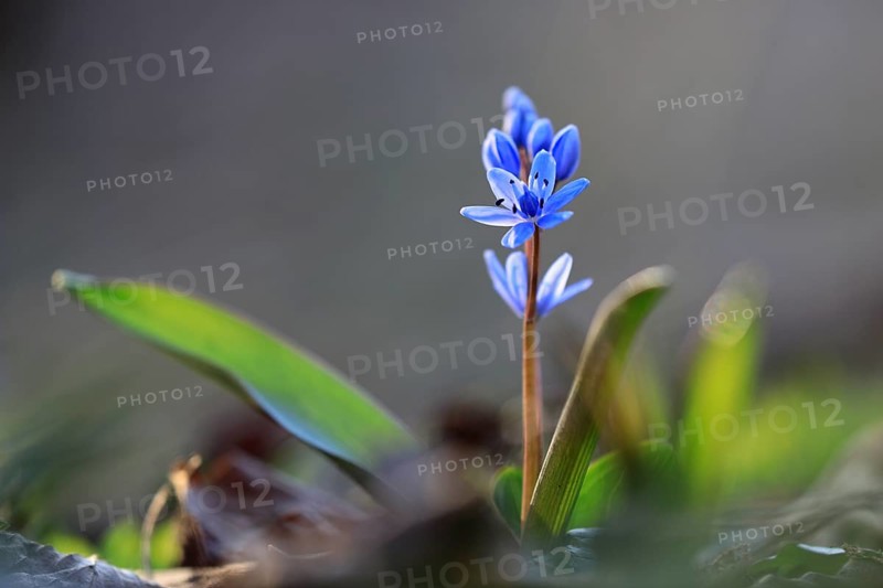 Squill