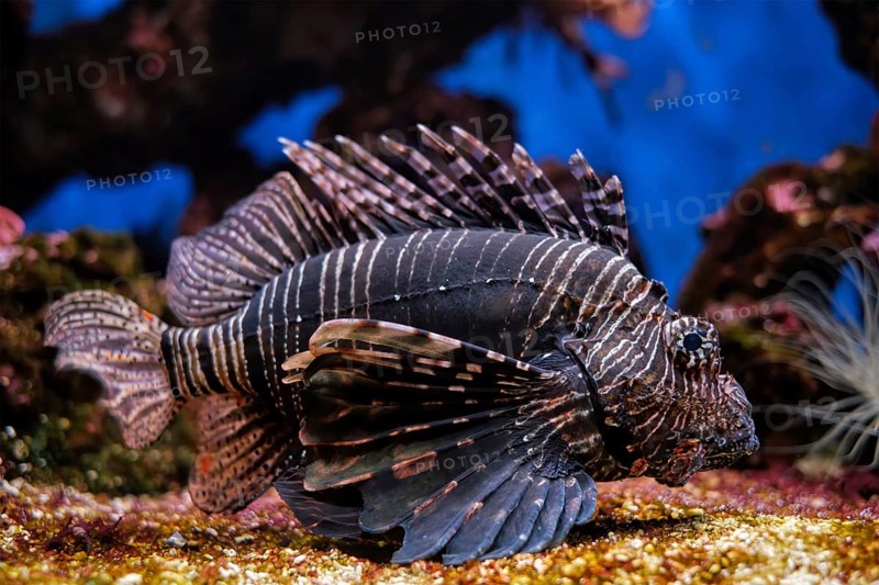 Red lionfish