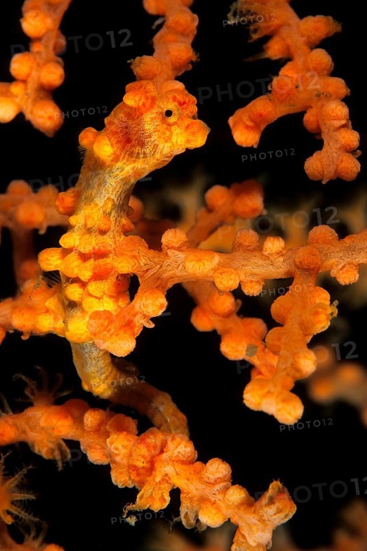 Pygmaeenseepferdchen