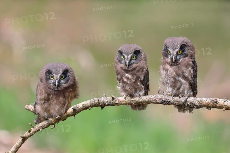 Tengmalm's Owl