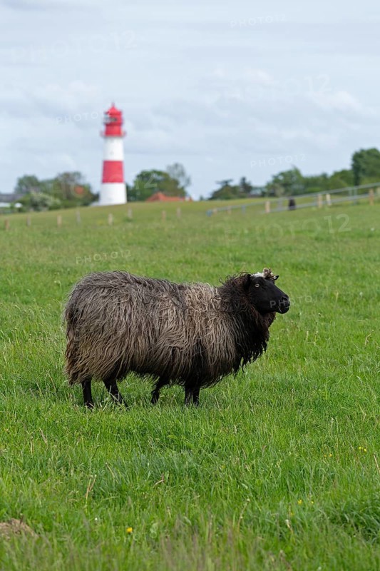 Norwegian sheep on the dike