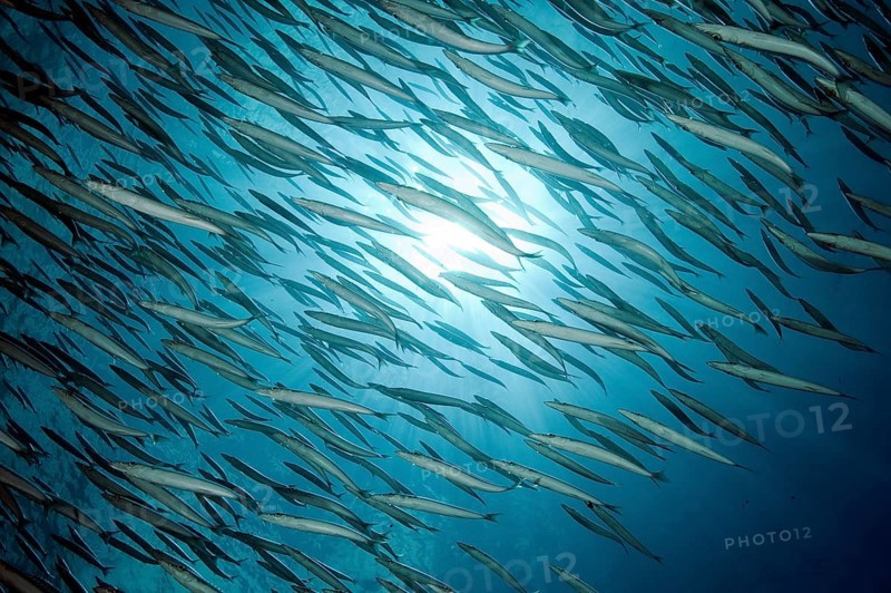 School of sharpfin barracuda