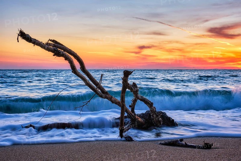 Ld wood trunk snag in water at tropical beach on beautiful sunset