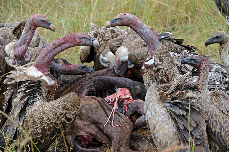 Rueppell's vulture