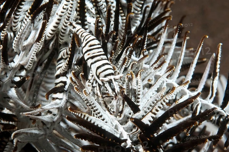 Feather star