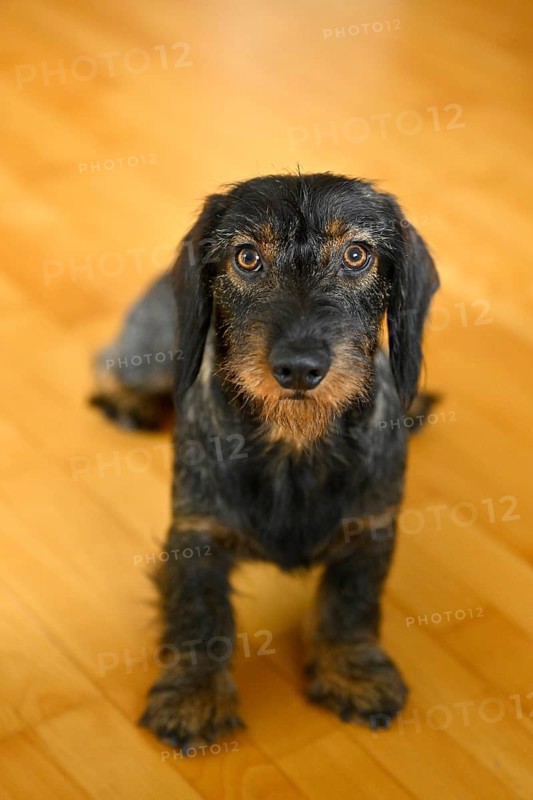 Rough-haired dachshund