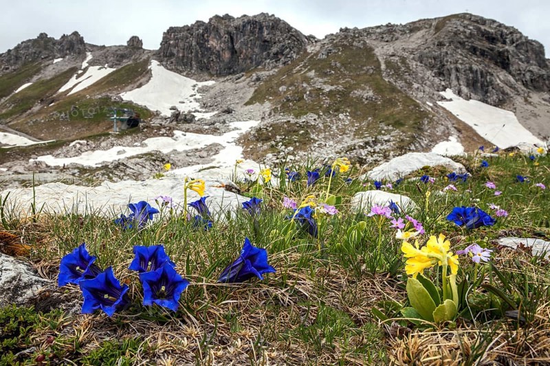 Pebble bell gentian