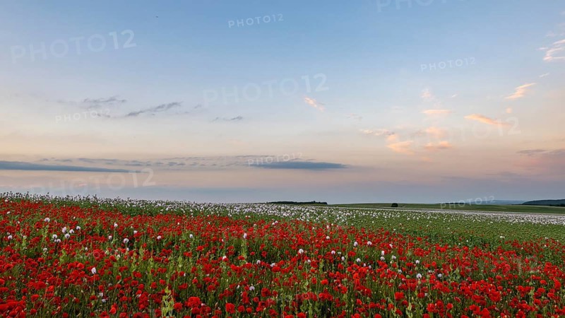 Field with Waldviertel grey poppy
