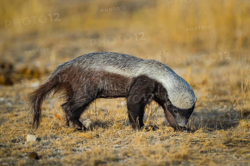 Honey badger