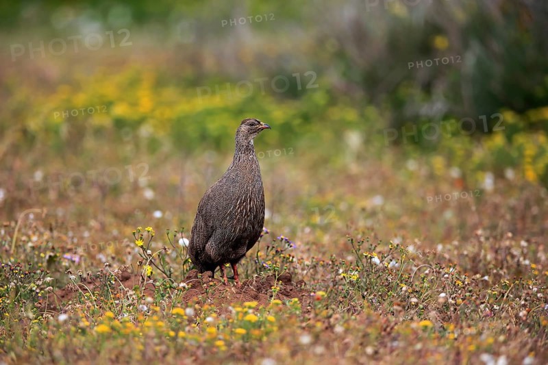 Cape spurfowl