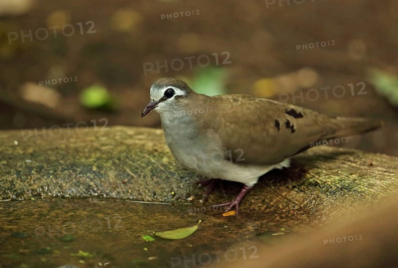 Tambourine dove