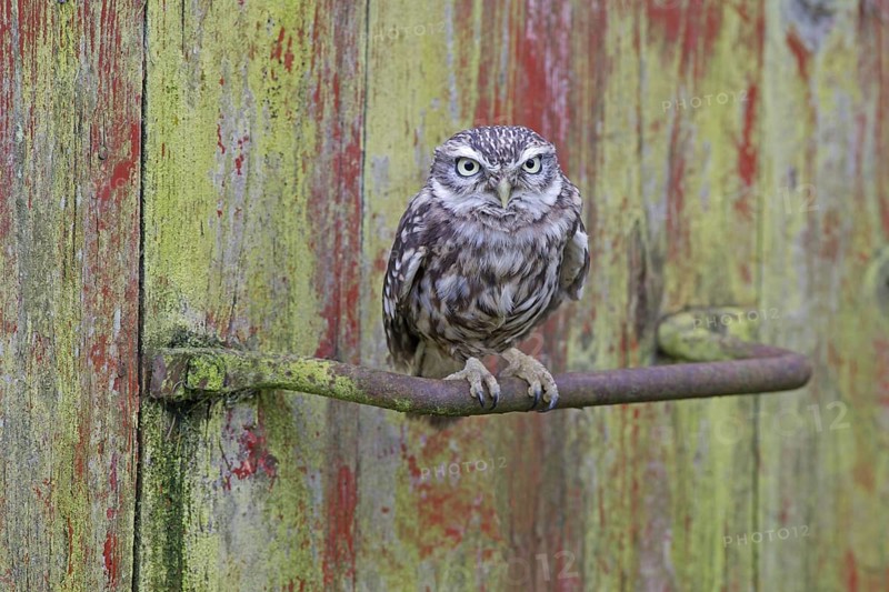 Little owl